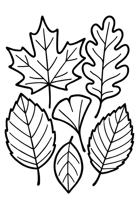 Five autumn leaves: maple, oak, birch, ginkgo and elm coloring page