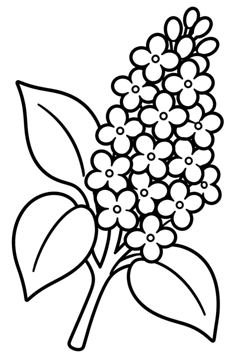 A branch of lilac blossoms coloring page